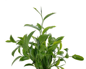 green tea leaf isolated on white background