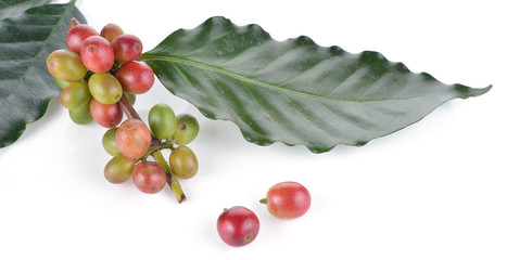 fresh coffee beans isolated on white background