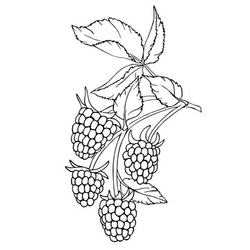 vector monochrome contour illustration of raspberry berries and leaves