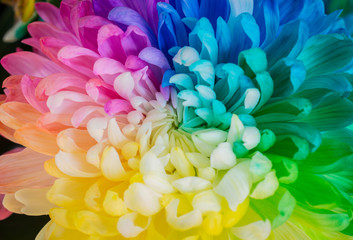 Closeup of The rainbow Chrysanthemum the new innovative plants from Netherlands.