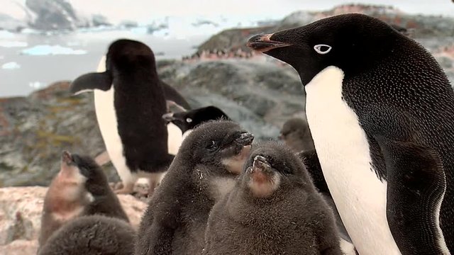 Adelie penguins and chicks