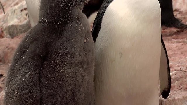 Adelie penguins and chicks
