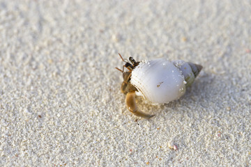 Cancer hermit crab peeking out of its shell house.