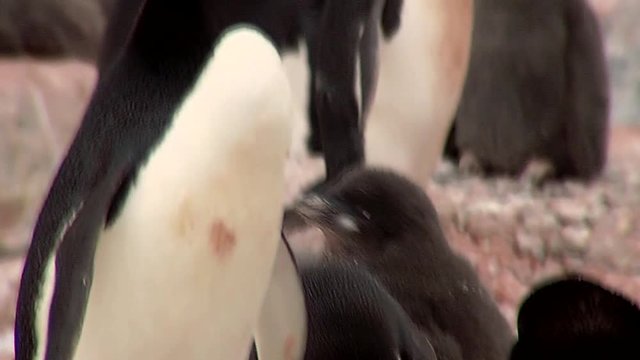 Adelie penguin making a nest