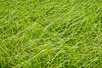 High matted grass on the swampy meadow
Fresh summer tall grass