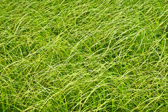 High matted grass on the swampy meadow
Fresh summer tall grass