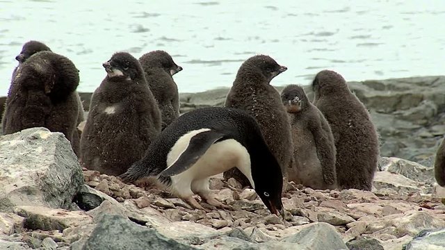 Adelie penguin making a nest