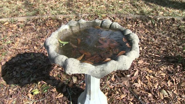 Frozen Birdbath