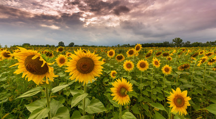 Fototapeta premium Sunflowers in rural field, profiled on stormy sky with clouds