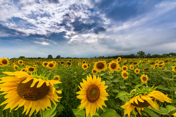 Obraz premium Sunflowers in rural field, profiled on stormy sky with clouds