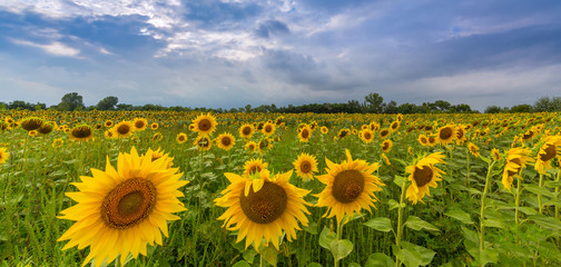 Sunflowers in rural field, profiled on stormy sky with clouds