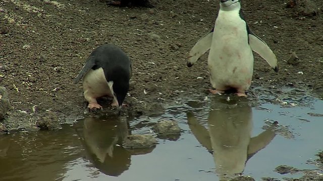 Chinstrap penguin drinking