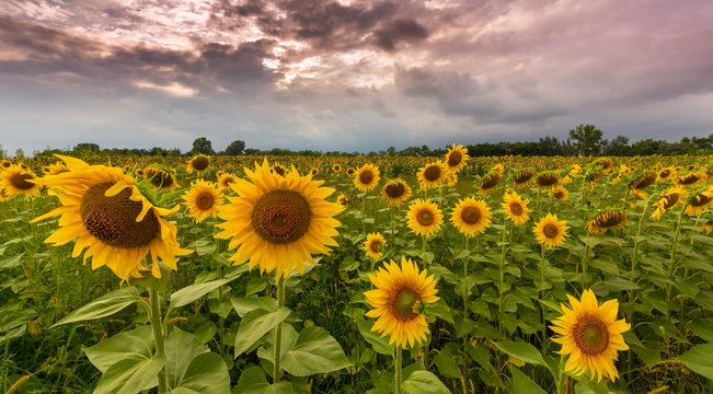 Sunflowers in rural field, profiled on stormy sky with clouds © Calin Tatu