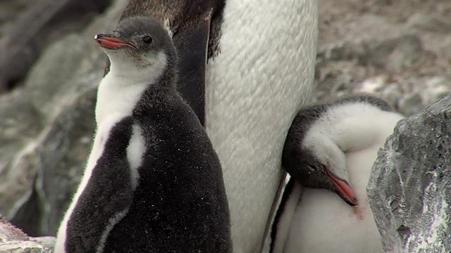 Gentoo Penguin chicks