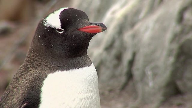 Gentoo Penguin 