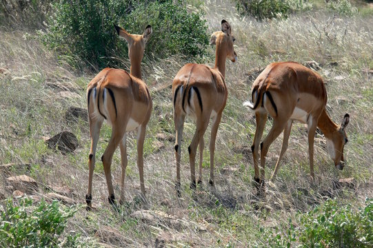 gazzelle parco nazionale dello tzavo