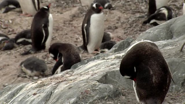 Gentoo Penguin colony