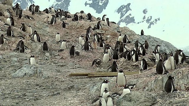 Gentoo Penguin colony