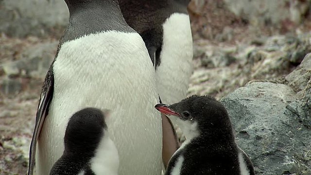 Gentoo Penguin chicks