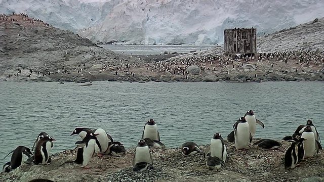 Gentoo Penguin colony, glacier at the background