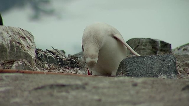 Albino Gentoo Penguin