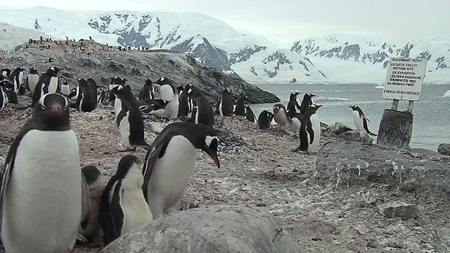Gentoo Penguin colony, snowy mountains at the background