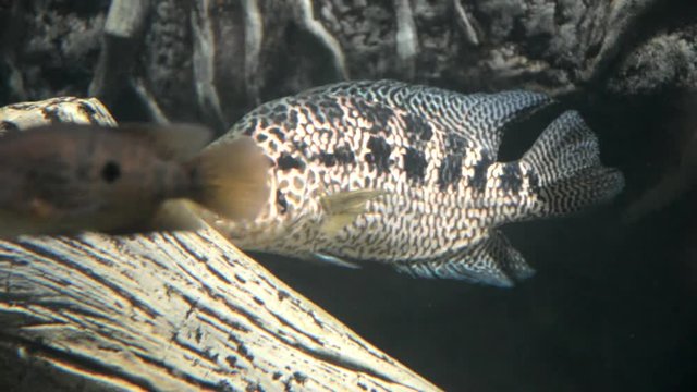 Jaguar Cichlid floats in an aquarium