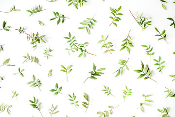 Fototapety  Zielone gałęzie i liście na białym tle. Płaski układanie, widok z góry