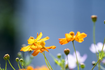 Autumn cosmos
