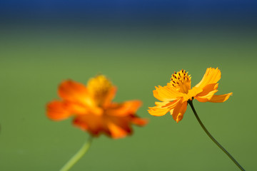 Autumn cosmos
