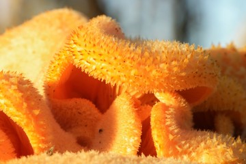 Orange and yellow fungus macro