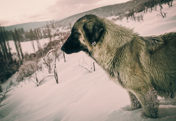 winter dog in the mountain snow