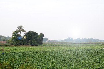 Fototapeta na wymiar tobacco farm