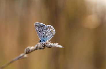 butterfly, a picture it is made in the field, in a native habitat