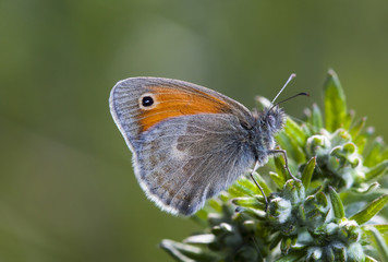 Obraz premium butterfly, a picture it is made in the field, in a native habitat