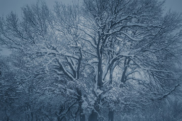 Alone tree in a field, winter season.