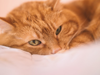Lovely red cat. Selective focus on nose.