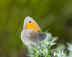 butterfly, a picture it is made in the field, in a native habitat