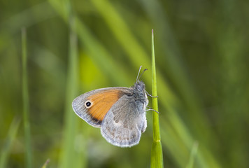 butterfly, a picture it is made in the field, in a native habitat