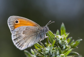 butterfly, a picture it is made in the field, in a native habitat