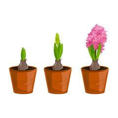 hyacinth growing in pots