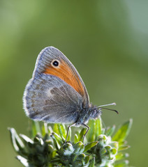 butterfly, a picture it is made in the field, in a native habitat