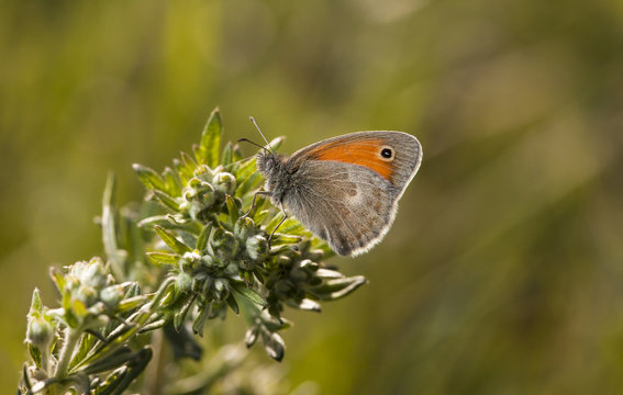 butterfly, a picture it is made in the field, in a native habitat