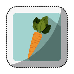 color square with middle shadow sticker with carrot vegetable vector illustration