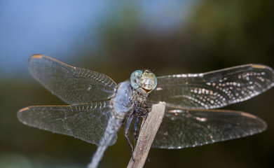 big dragonfly in a native habitat
