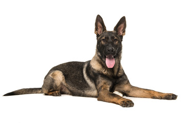 German shepherd lying on the floor seen from the side with tongue sticking out facing the camera isolated on a white background