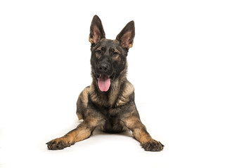 German shepherd lying on the floor seen from the front with tongue sticking out facing the camera isolated on a white background
