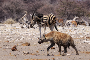 Naklejka na ściany i meble Zebras and hyena in Etosha parc Namibia