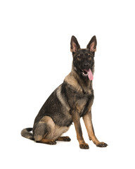 Working dog german shepherd sitting seen from the side isolated on a white background
