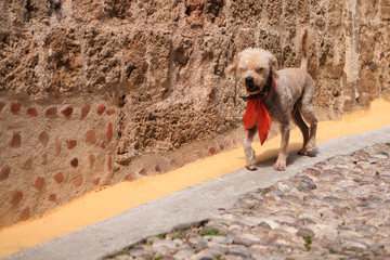 The dog ran through the streets of Greece in a tie